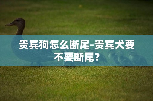 貴賓狗怎么斷尾-貴賓犬要不要斷尾？