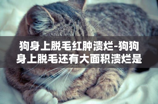 狗身上脫毛紅腫潰爛-狗狗身上脫毛還有大面積潰爛是什么情況，如何治療