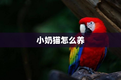 小奶貓怎么養