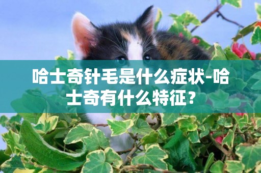 哈士奇針毛是什么癥狀-哈士奇有什么特征？