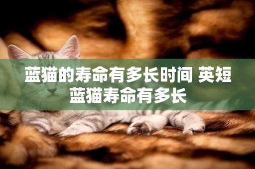 藍貓的壽命有多長時間 英短藍貓壽命有多長