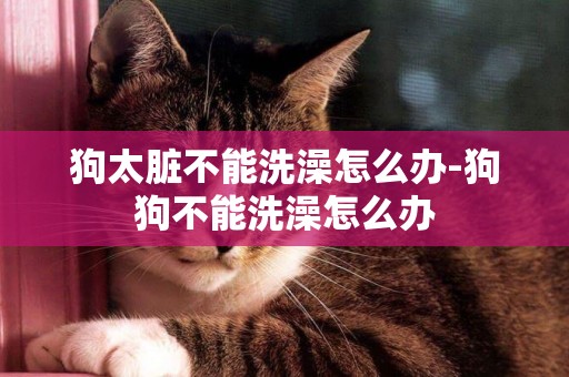狗太臟不能洗澡怎么辦-狗狗不能洗澡怎么辦
