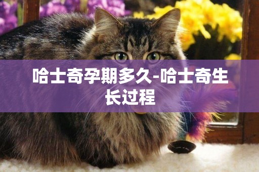 哈士奇孕期多久-哈士奇生長過程
