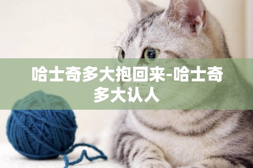 哈士奇多大抱回來-哈士奇多大認人
