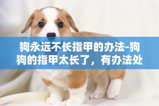 狗永遠不長指甲的辦法-狗狗的指甲太長了，有辦法處理嗎