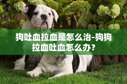 狗吐血拉血是怎么治-狗狗拉血吐血怎么辦？
