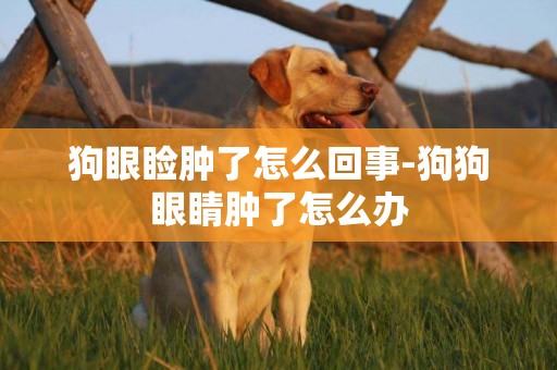 狗眼瞼腫了怎么回事-狗狗眼睛腫了怎么辦
