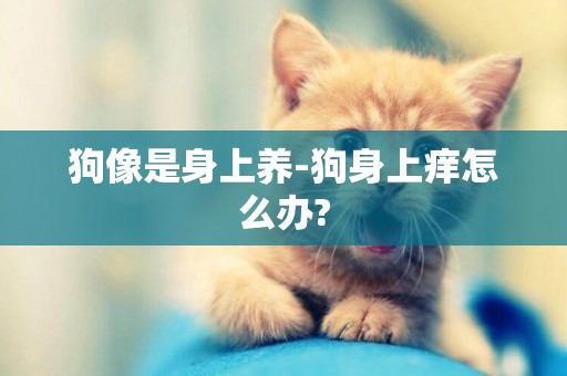 狗像是身上養-狗身上癢怎么辦?