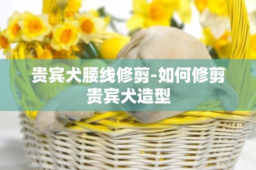 貴賓犬腰線修剪-如何修剪貴賓犬造型