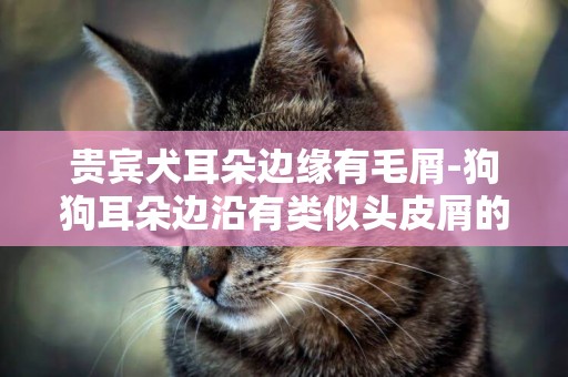 貴賓犬耳朵邊緣有毛屑-狗狗耳朵邊沿有類似頭皮屑的東西。