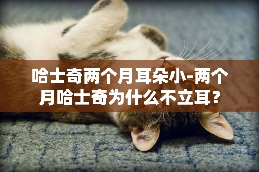 哈士奇兩個月耳朵小-兩個月哈士奇為什么不立耳？