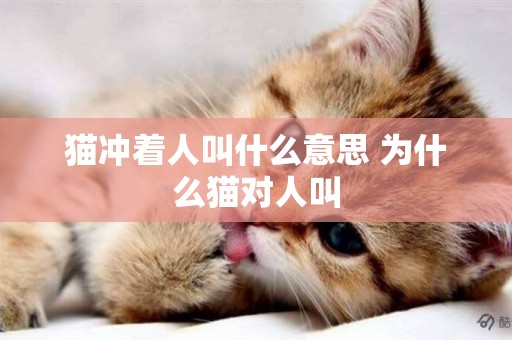 貓沖著人叫什么意思 為什么貓對人叫