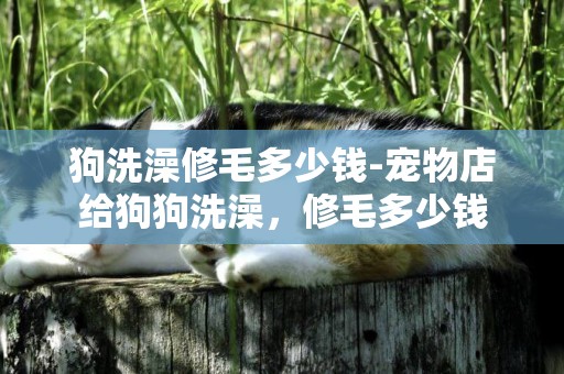 狗洗澡修毛多少錢-寵物店給狗狗洗澡，修毛多少錢