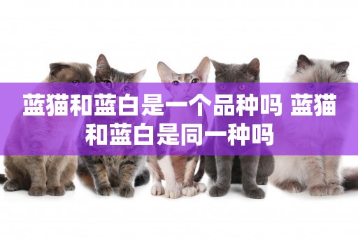 藍貓和藍白是一個品種嗎 藍貓和藍白是同一種嗎