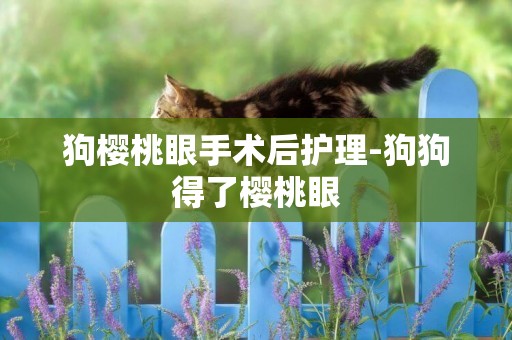 狗櫻桃眼手術后護理-狗狗得了櫻桃眼