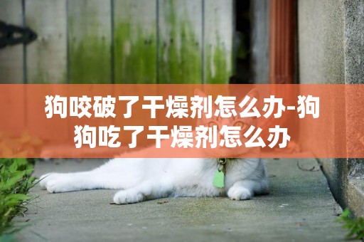 狗咬破了干燥劑怎么辦-狗狗吃了干燥劑怎么辦