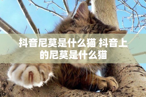 抖音尼莫是什么貓 抖音上的尼莫是什么貓