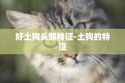 好土狗頭部特征-土狗的特征