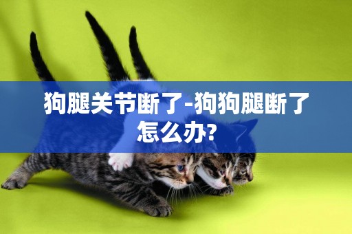 狗腿關節斷了-狗狗腿斷了怎么辦?