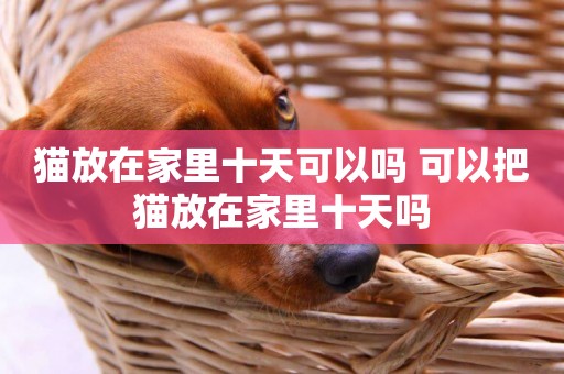 貓放在家里十天可以嗎 可以把貓放在家里十天嗎