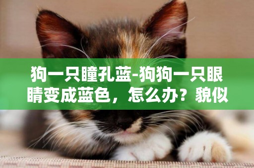 狗一只瞳孔藍-狗狗一只眼睛變成藍色，怎么辦？貌似藍眼病