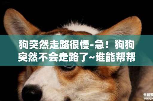 狗突然走路很慢-急！狗狗突然不會走路了~誰能幫幫我？