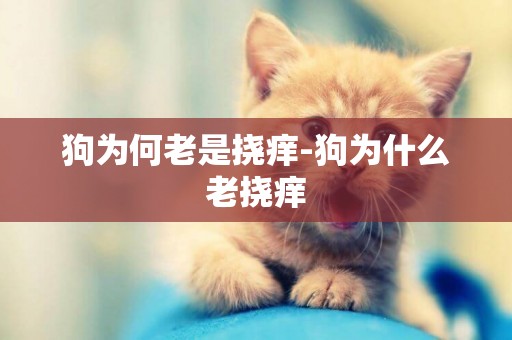 狗為何老是撓癢-狗為什么老撓癢