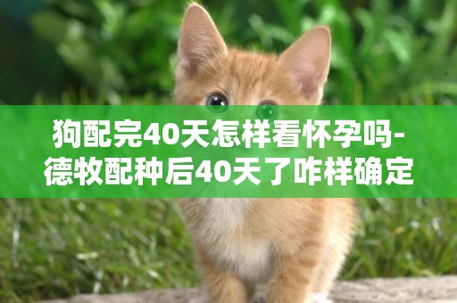狗配完40天怎樣看懷孕嗎-德牧配種后40天了咋樣確定是不是懷孕