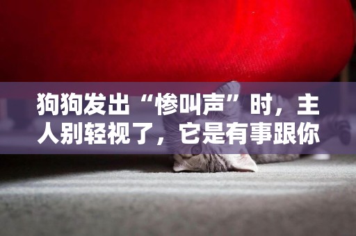狗狗發出“慘叫聲”時，主人別輕視了，它是有事跟你說 