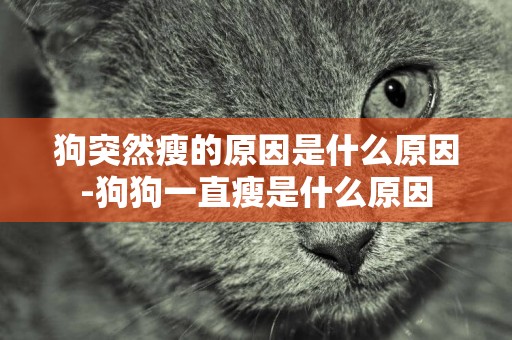 狗突然瘦的原因是什么原因-狗狗一直瘦是什么原因
