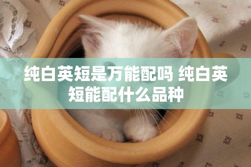 純白英短是萬能配嗎 純白英短能配什么品種