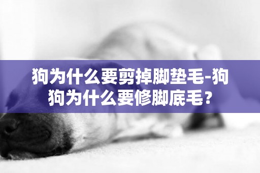 狗為什么要剪掉腳墊毛-狗狗為什么要修腳底毛？