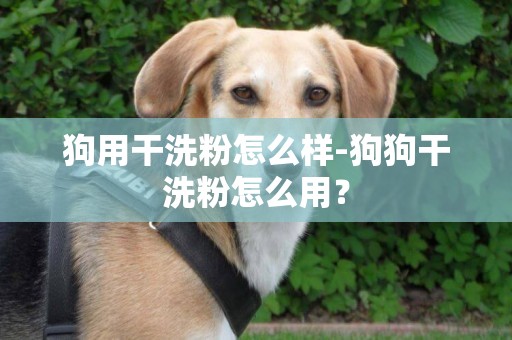 狗用干洗粉怎么樣-狗狗干洗粉怎么用？
