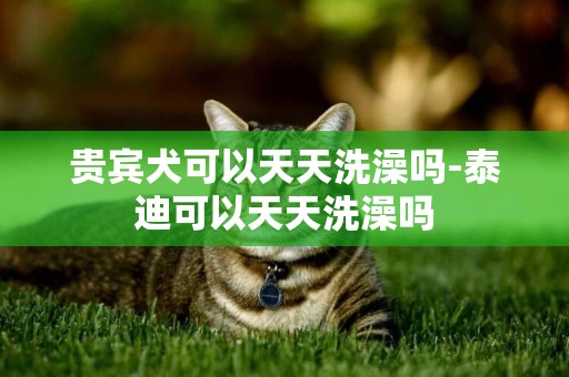 貴賓犬可以天天洗澡嗎-泰迪可以天天洗澡嗎