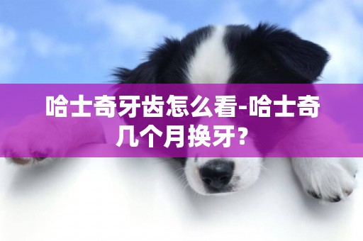 哈士奇牙齒怎么看-哈士奇幾個月換牙？