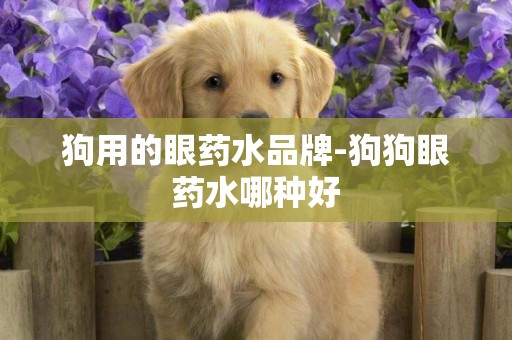 狗用的眼藥水品牌-狗狗眼藥水哪種好