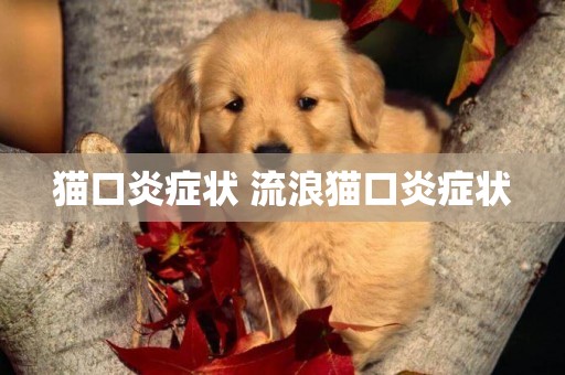 貓口炎癥狀 流浪貓口炎癥狀