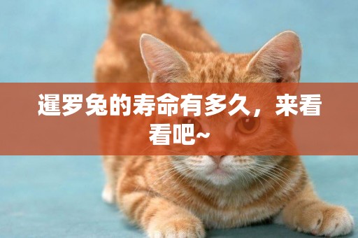 暹羅兔的壽命有多久，來看看吧~