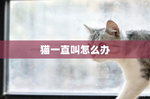 貓一直叫怎么辦