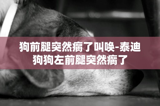 狗前腿突然瘸了叫喚-泰迪狗狗左前腿突然瘸了