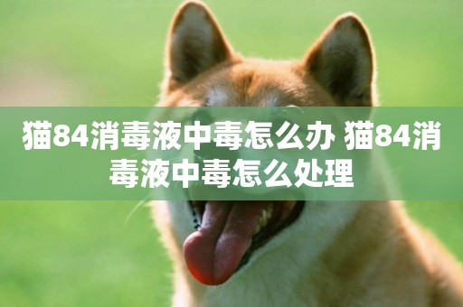貓84消毒液中毒怎么辦 貓84消毒液中毒怎么處理