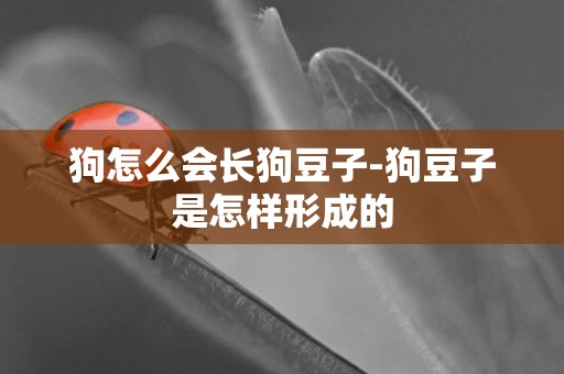 狗怎么會長狗豆子-狗豆子是怎樣形成的
