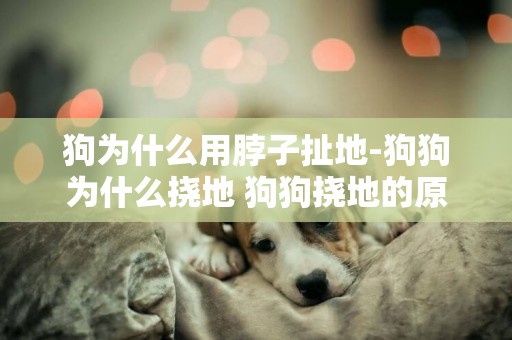 狗為什么用脖子扯地-狗狗為什么撓地 狗狗撓地的原因