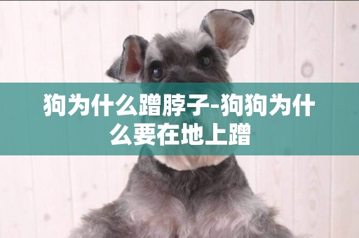 狗為什么蹭脖子-狗狗為什么要在地上蹭