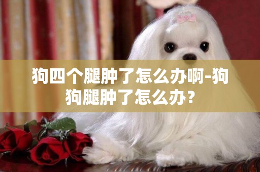 狗四個腿腫了怎么辦啊-狗狗腿腫了怎么辦？