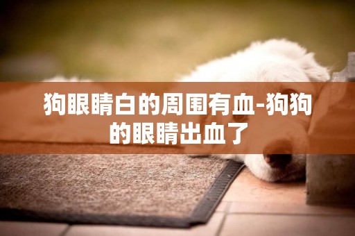 狗眼睛白的周圍有血-狗狗的眼睛出血了