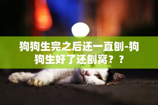 狗狗生完之后還一直刨-狗狗生好了還刨窩？？