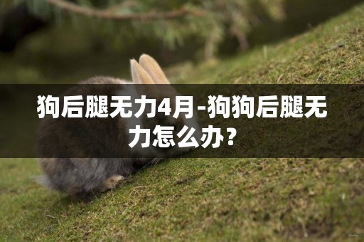狗后腿無力4月-狗狗后腿無力怎么辦？