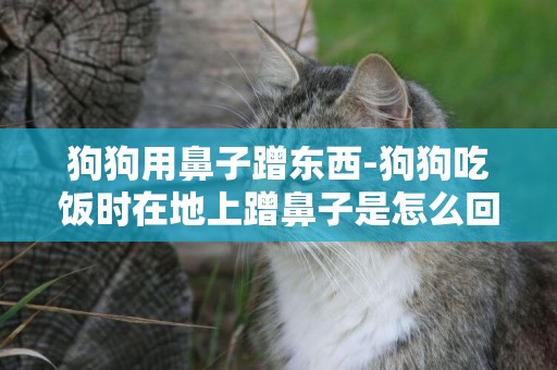 狗狗用鼻子蹭東西-狗狗吃飯時在地上蹭鼻子是怎么回事?