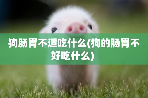 狗腸胃不適吃什么(狗的腸胃不好吃什么) 